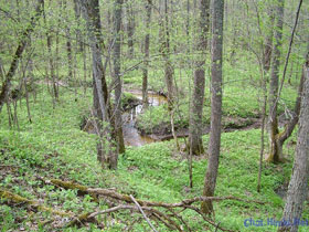 Химкинский лес. Фото: chat.himki.net Химкинский лес. Фото: chat.himki.net